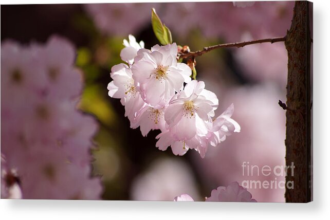 Japanese Acrylic Print featuring the photograph Japanese wild cherry by Eva-Maria Di Bella