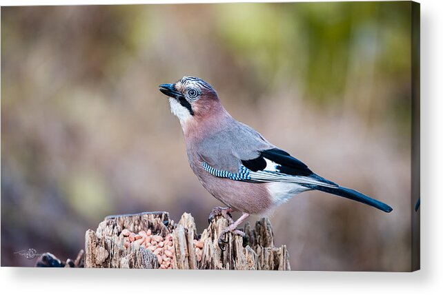 Jay In Profile Acrylic Print featuring the photograph Jay in profile by Torbjorn Swenelius