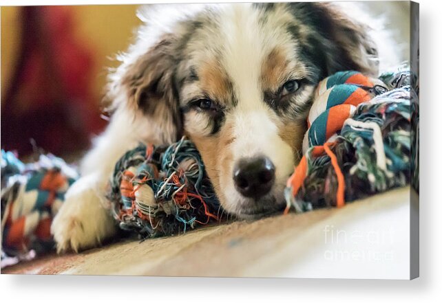 Australian Shepherd Acrylic Print featuring the photograph Joke of the Day by Cathy Donohoue