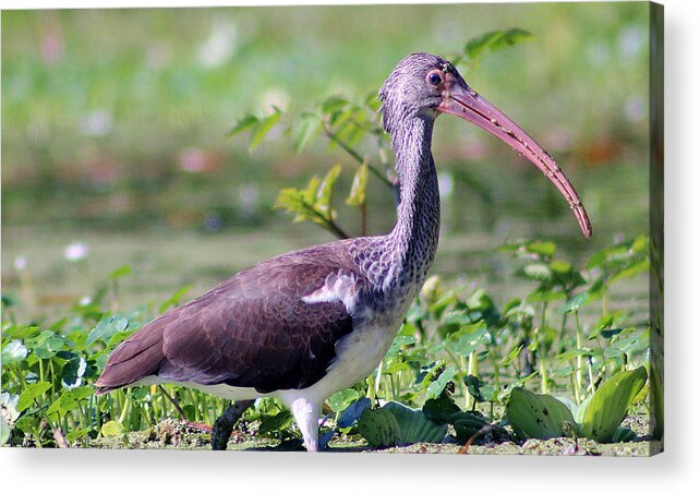 Bird Acrylic Print featuring the photograph Juvenile Ibis by DB Hayes