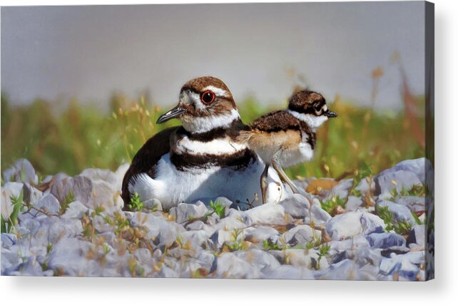 Killdeer Acrylic Print featuring the photograph Killdeer and Chick by Susan Rissi Tregoning