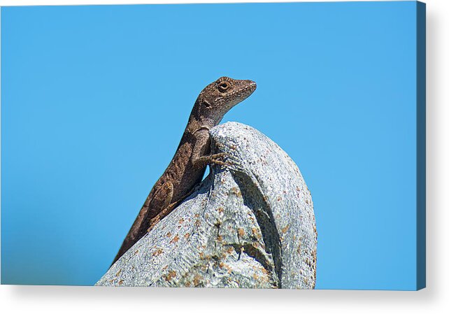 Wildlife Acrylic Print featuring the photograph King Of The World by Kenneth Albin