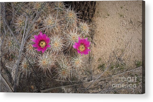 Late Bloomers Acrylic Print featuring the photograph Late Bloomer by Angela J Wright