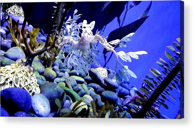 Leafy Sea Dragon Acrylic Print featuring the photograph Leafy Sea Dragon by Kelly Mills