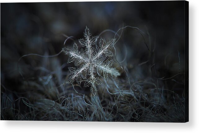 Snowflake Acrylic Print featuring the photograph Leaves of ice, panoramic version by Alexey Kljatov
