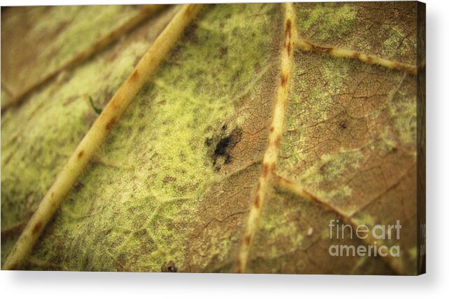 Leaf Acrylic Print featuring the photograph Leaving Summer 2 by Robert Knight