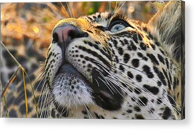 Leopard Acrylic Print featuring the photograph Leopard aloft by Gini Moore
