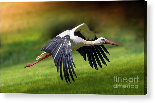 Stork Acrylic Print featuring the pyrography Lift Up by Franziskus Pfleghart