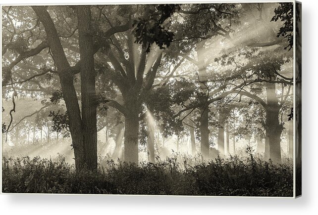 Judith Barath Arts Acrylic Print featuring the painting Light in the Forest by Judith Barath