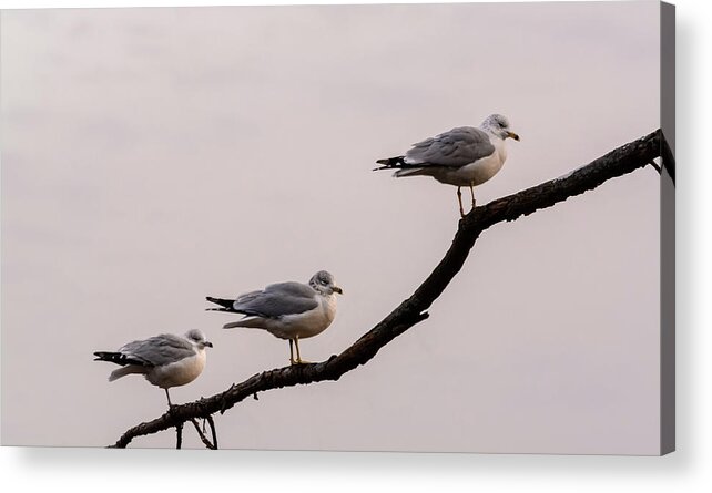 Nature Acrylic Print featuring the photograph Line-up by Robert Mitchell
