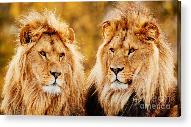 Lion Acrylic Print featuring the photograph Lion brothers by Nick Biemans