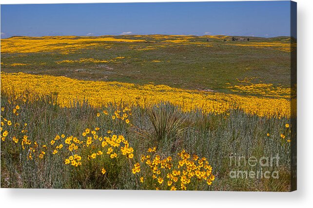 Yellow Wildflowers Acrylic Print featuring the photograph Little House On the prairie by Jim Garrison
