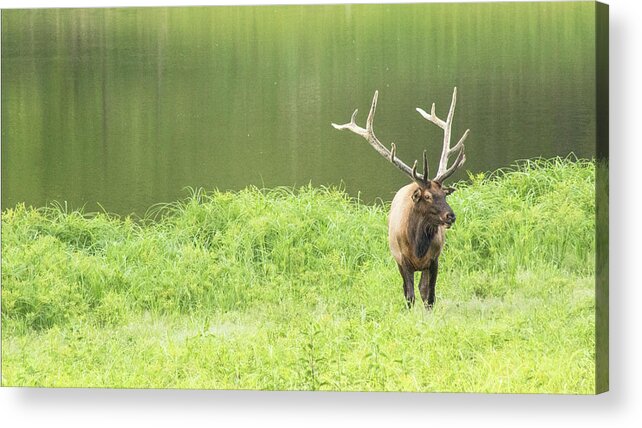 Elk Acrylic Print featuring the photograph Lone Elk by Holly Ross