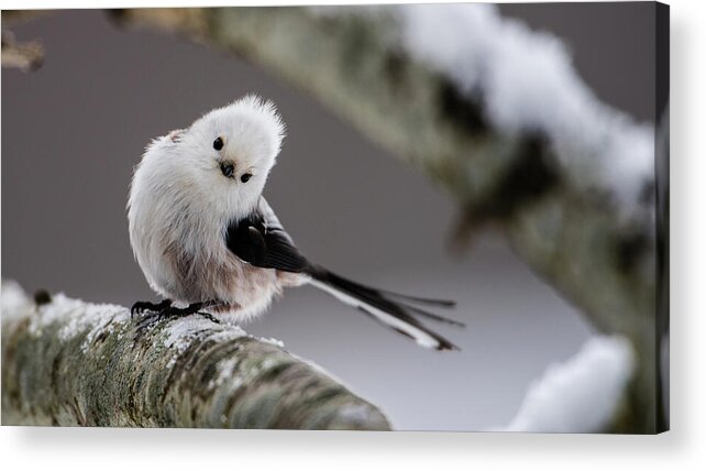 Long-tailed Tit Acrylic Print featuring the photograph Long-tailed look by Torbjorn Swenelius