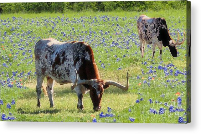 Bluebonnets Acrylic Print featuring the photograph Longhorns in the Bluebonnets by Janette Boyd