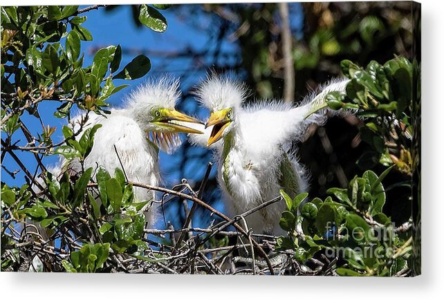 Egrets Acrylic Print featuring the photograph Look - I Have Wings by DB Hayes