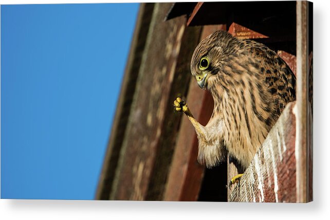 Look Acrylic Print featuring the photograph Look by Torbjorn Swenelius