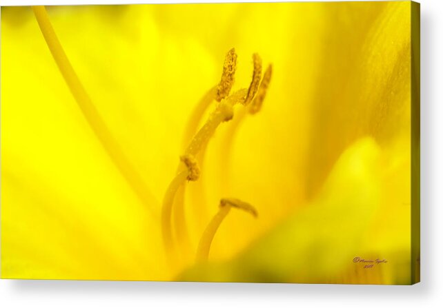 Tyellow Acrylic Print featuring the photograph Luscious Yellow by Marvin Spates