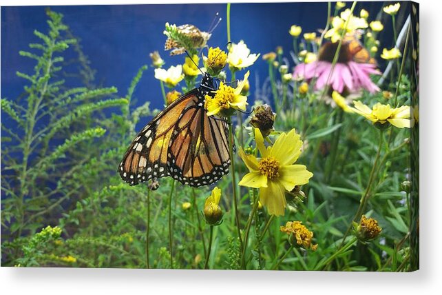 Monarch Acrylic Print featuring the photograph Magical Monarch by Ally White
