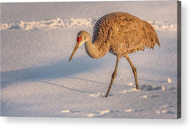 Sandhill Crane Acrylic Print featuring the photograph Making Tracks by Wes Iversen