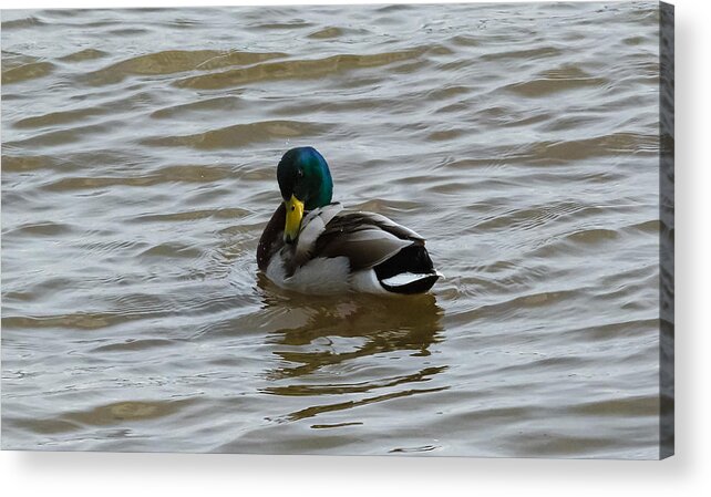 Mallard Acrylic Print featuring the photograph Mallard Back Scratch by Holden The Moment