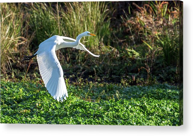 2015 Acrylic Print featuring the photograph Marshy Flight by Kevin Dietrich