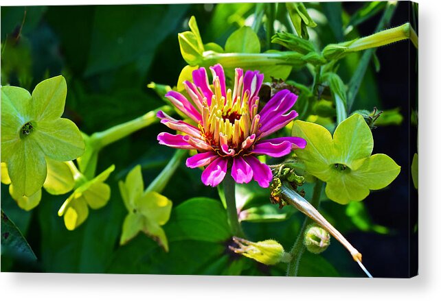 Zinnia Acrylic Print featuring the photograph Mid September Garden Zinnia and Nicotiana by Janis Senungetuk