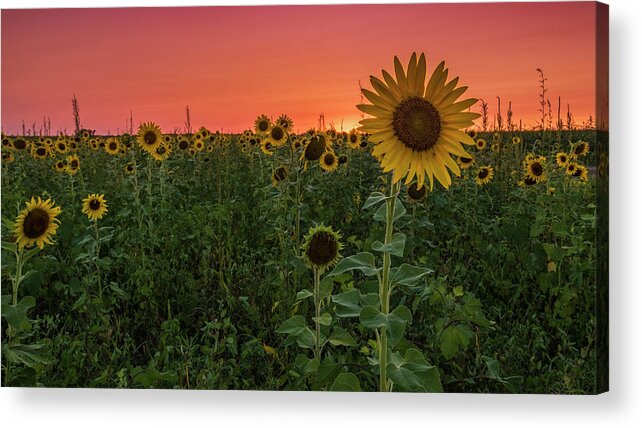 Sunset Acrylic Print featuring the photograph Missouri Sunset by Holly Ross