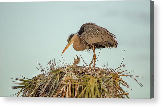 Blue Heron Acrylic Print featuring the photograph Mom and Chick by Dorothy Cunningham
