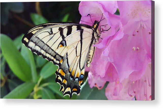 Butterfly Acrylic Print featuring the photograph Tuesday One by Dani McEvoy
