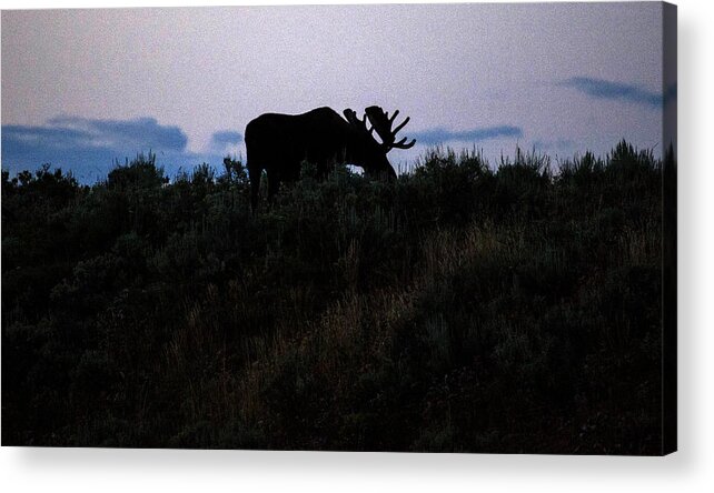 Moose Acrylic Print featuring the photograph Moose in Silhouette by Stephen Schwiesow