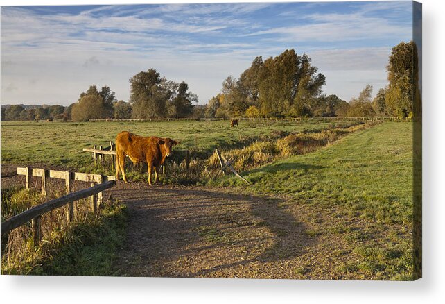 Sudbury Meadows Acrylic Print featuring the photograph Morning Cow by Ian Merton