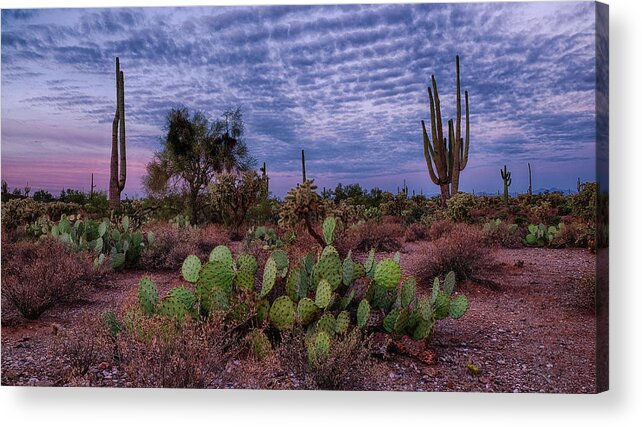 Arizona Acrylic Print featuring the photograph Morning Walk Along Peralta Trail by Monte Stevens