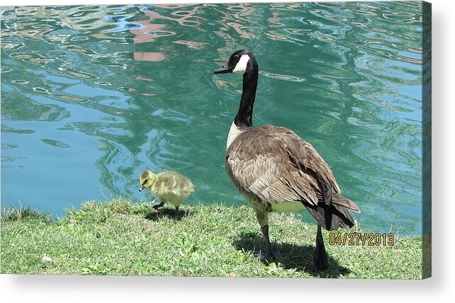 Birds Acrylic Print featuring the photograph Mother Goose of One Gosling by Kathleen J Beller