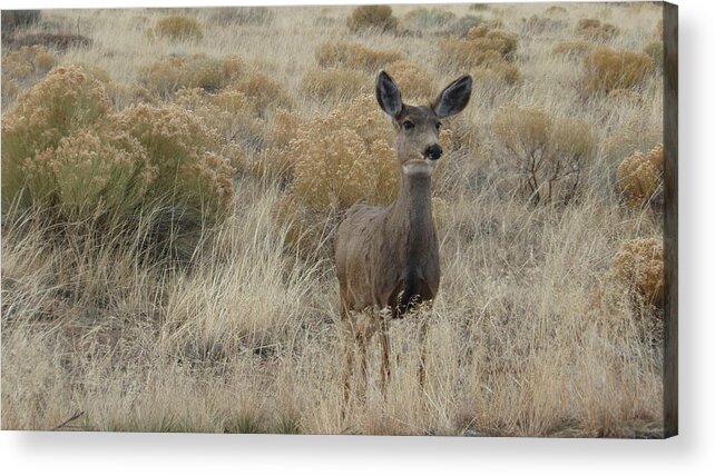 Wildlife Acrylic Print featuring the photograph Mule Deer by Dennis Boyd