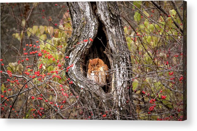 Owl Acrylic Print featuring the photograph Nap Time by Holly Ross