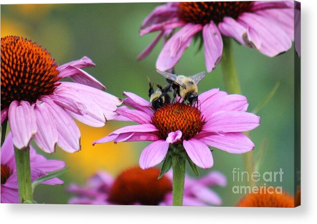 Pink Acrylic Print featuring the photograph Nature's Beauty 65 by Deena Withycombe