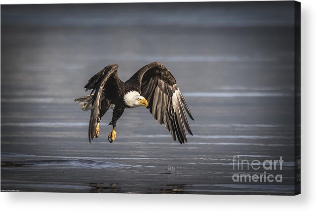 On The Wing Acrylic Print featuring the photograph On The Wing by Mitch Shindelbower