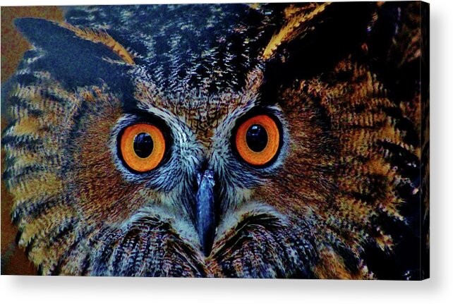 Owl Acrylic Print featuring the photograph Orange Owl Eyes by Cynthia Guinn