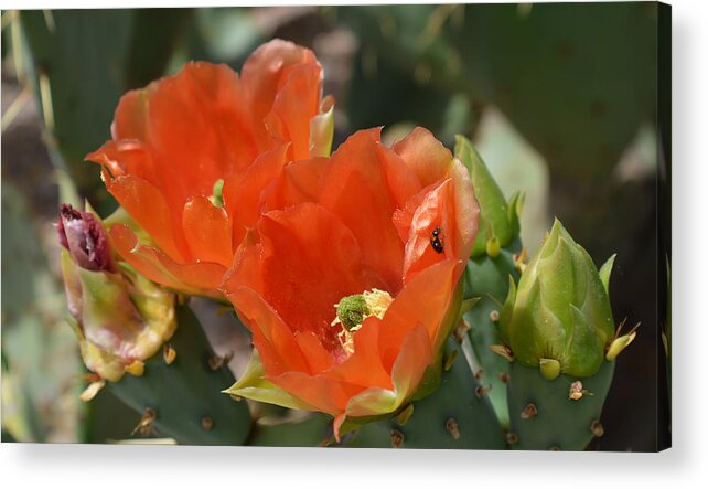 Cactus Acrylic Print featuring the photograph Orange Prickly Pear Blossoms by Aimee L Maher ALM GALLERY