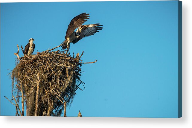 Florida Acrylic Print featuring the photograph Osprey Takes Flight Everglades National Park Florida by Lawrence S Richardson Jr