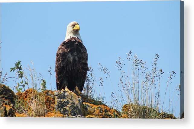 Eagle Acrylic Print featuring the photograph Overseer by Holly Ross