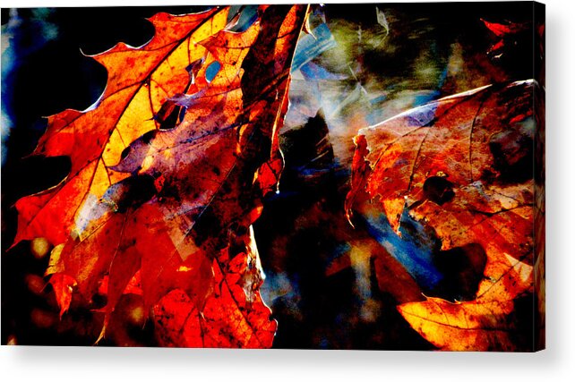 Leaf Acrylic Print featuring the photograph Painted Branches Abstract 3 by Anita Burgermeister