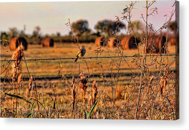 Palm Warbler Acrylic Print featuring the photograph Palm Warbler On A Barbed Wire Fence by HH Photography of Florida