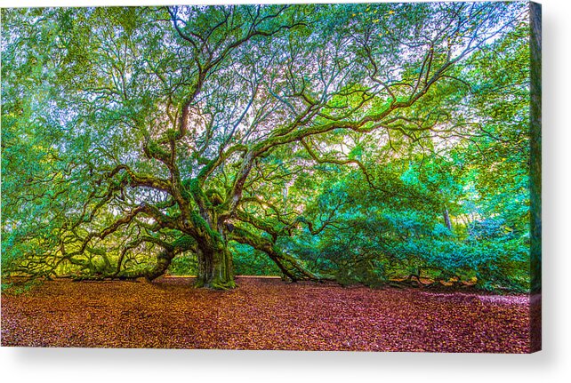 Angel Oak Tree Acrylic Print featuring the photograph Panoramic Angel Oak Tree Charleston SC by John McGraw