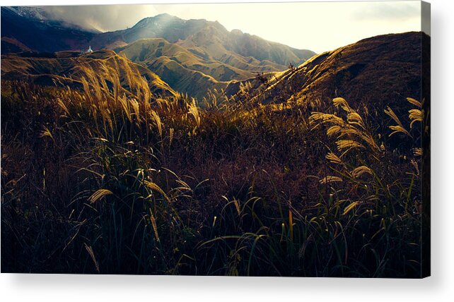 Tall Grass Acrylic Print featuring the photograph Path to the Top by Britten Adams