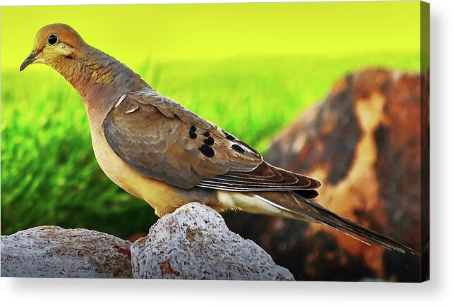 Birds Acrylic Print featuring the photograph Peace Love by Scott Cordell