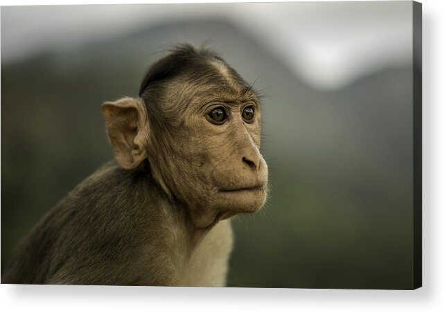 Wildlife Acrylic Print featuring the photograph Penny for your thoughts by Chris Cousins