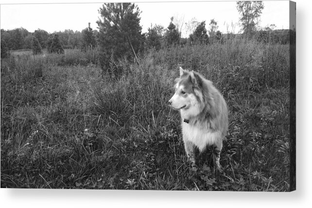Husky Acrylic Print featuring the photograph Pensive Dog by Brad Nellis