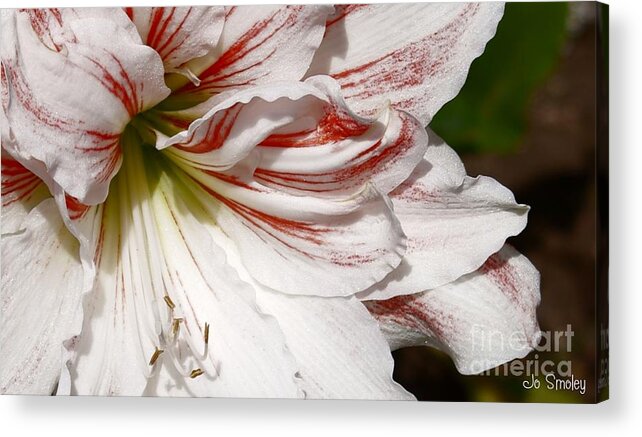 Peppermint Candy Lily Flower Acrylic Print featuring the photograph Peppermint Candy by Jo Smoley